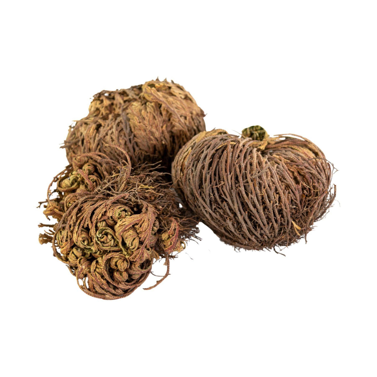Rose of Jericho Flower | | Wiccan Center