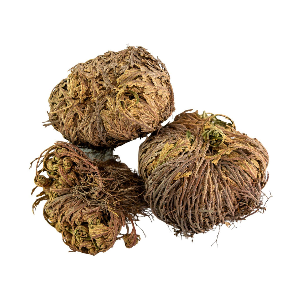 Rose of Jericho Flower | | Wiccan Center