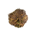 Rose of Jericho Flower | | Wiccan Center