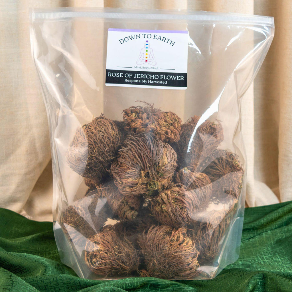 Rose of Jericho Flower | | Wiccan Center