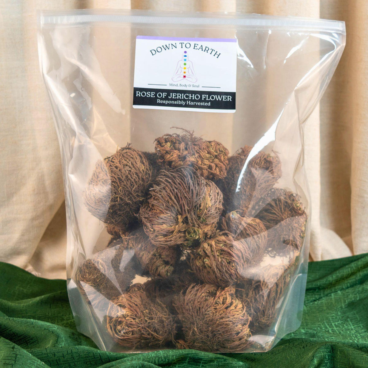 Rose of Jericho Flower | | Wiccan Center