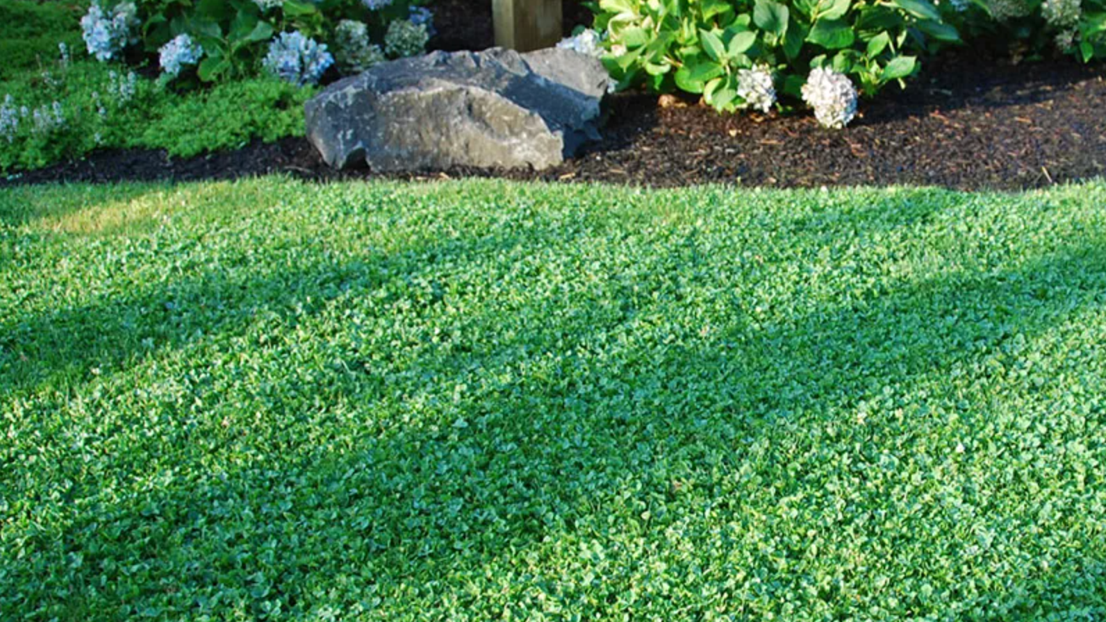 Microclover Natural Alternative Lawn Seed | | Wiccan Center