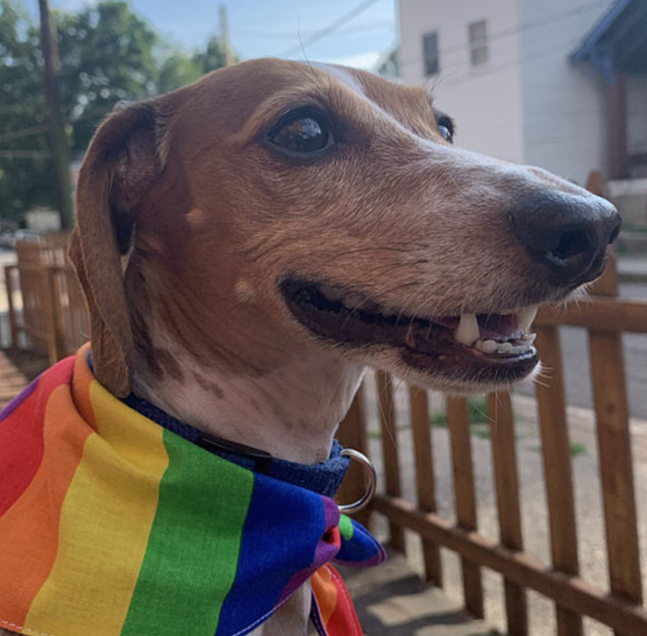 LGBTQ+ Pride Rainbow Pet Bandana Scarf – Adjustable Dog & Cat Bandana - Pride Pet Accessory | | Wiccan Center