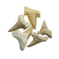 Shark Teeth | Altar supplies | Wiccan Center