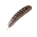 Turkey Barred Feather | Feathers | Wiccan Center