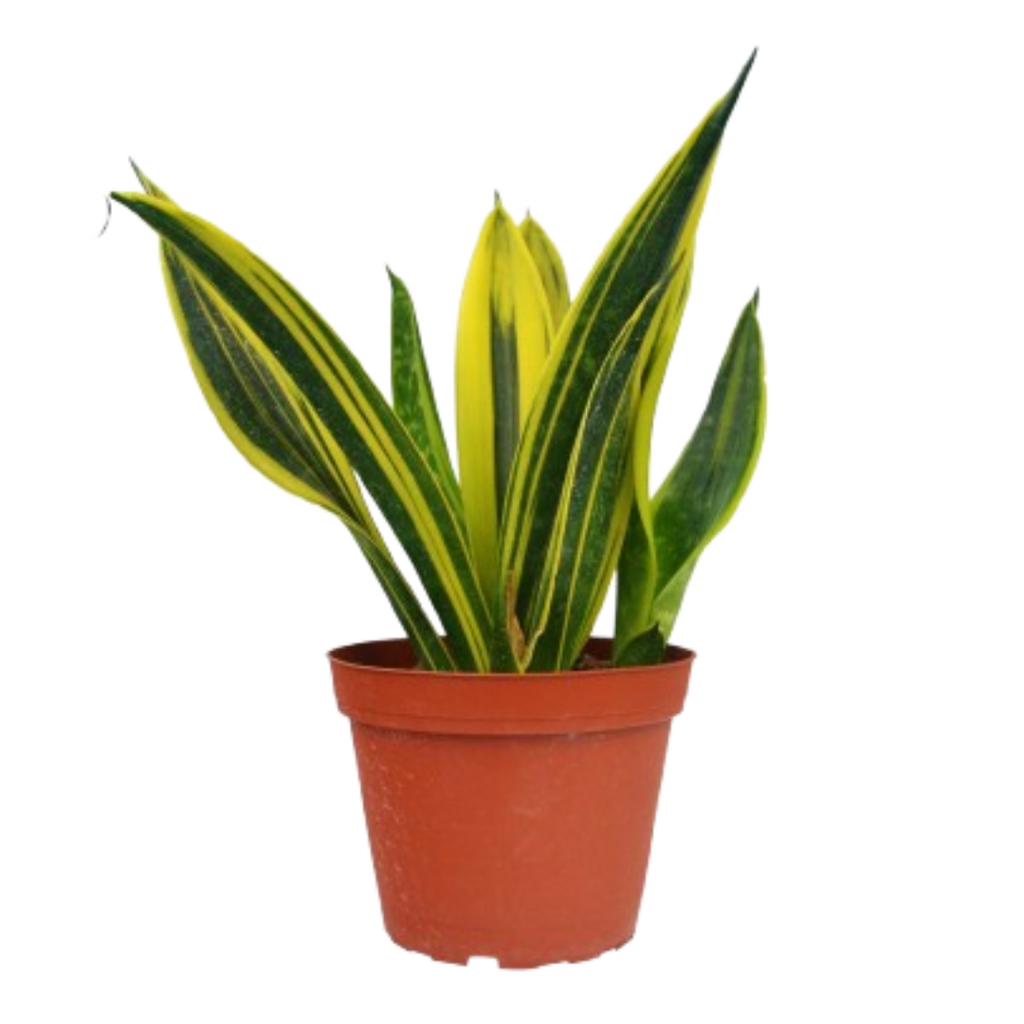 Snake 'Gold Flame' | 6" Plant (1pk/$4.5) ($10 Ship/31oz) | Wiccan Center