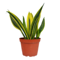 Snake 'Gold Flame' | 6" Plant (1pk/$4.5) ($10 Ship/31oz) | Wiccan Center
