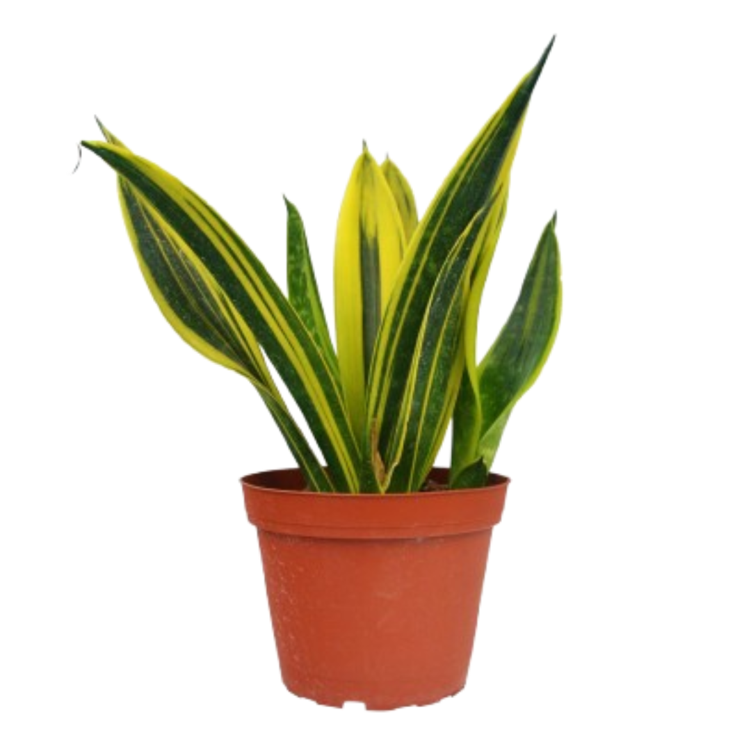 Snake 'Gold Flame' | 6" Plant (1pk/$4.5) ($10 Ship/31oz) | Wiccan Center