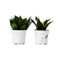 Snake Plant Variety Packs - 4" Pot | 4" Plant (2pk/$2) ($10 Ship/31oz) | Wiccan Center