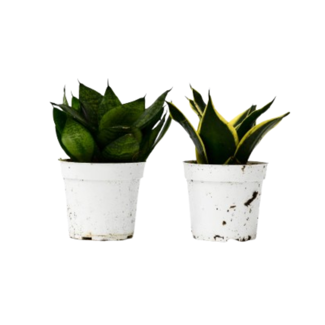 Snake Plant Variety Packs - 4" Pot | 4" Plant (2pk/$2) ($10 Ship/31oz) | Wiccan Center