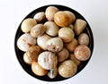 Fossil Coral Tumbled crystals (Grounding and longevity) | Tumbled Stones & Chips | Wiccan Center