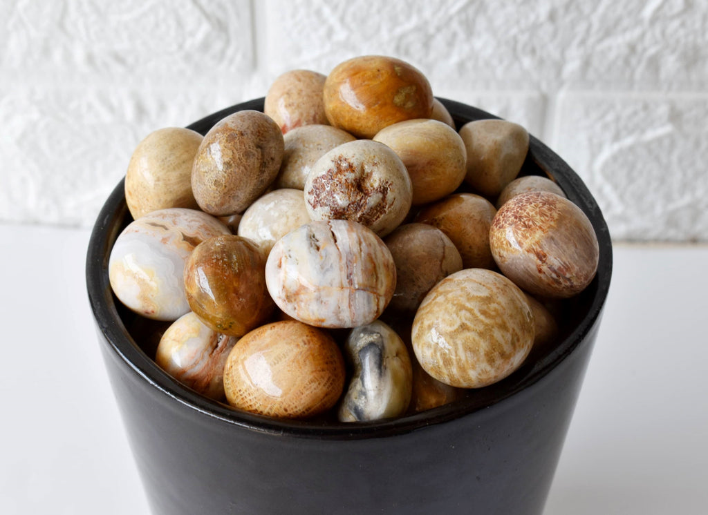 Fossil Coral Tumbled crystals (Grounding and longevity) | Tumbled Stones & Chips | Wiccan Center