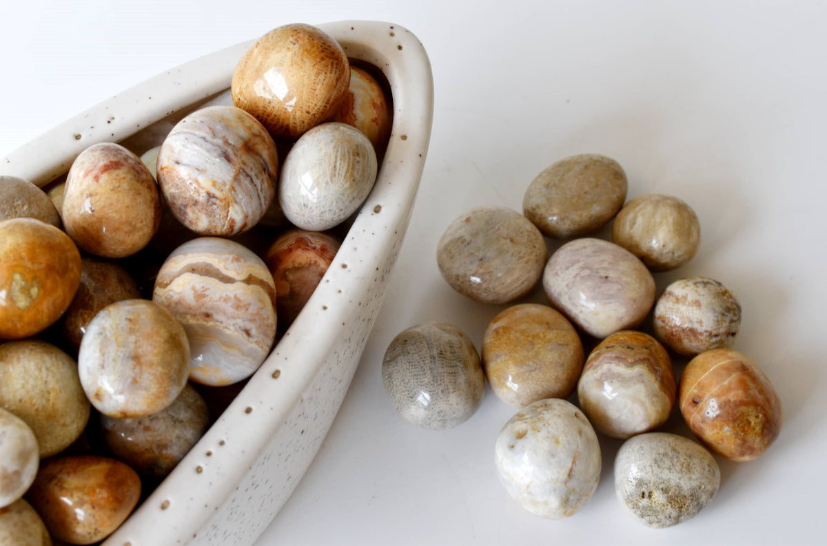Fossil Coral Tumbled crystals (Grounding and longevity) | Tumbled Stones & Chips | Wiccan Center