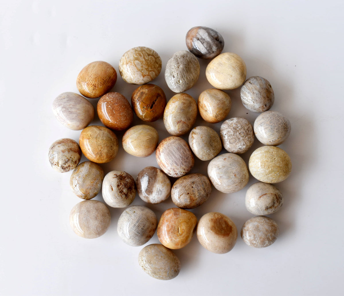 Fossil Coral Tumbled crystals (Grounding and longevity) | Tumbled Stones & Chips | Wiccan Center