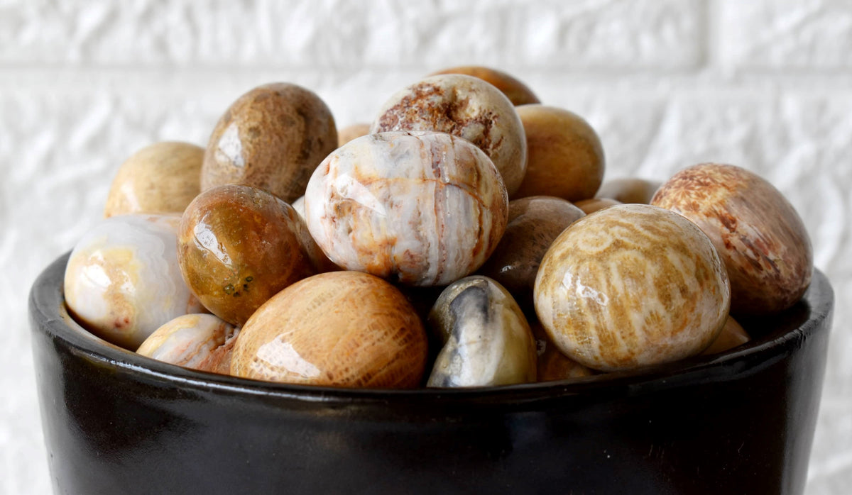 Fossil Coral Tumbled crystals (Grounding and longevity) | Tumbled Stones & Chips | Wiccan Center