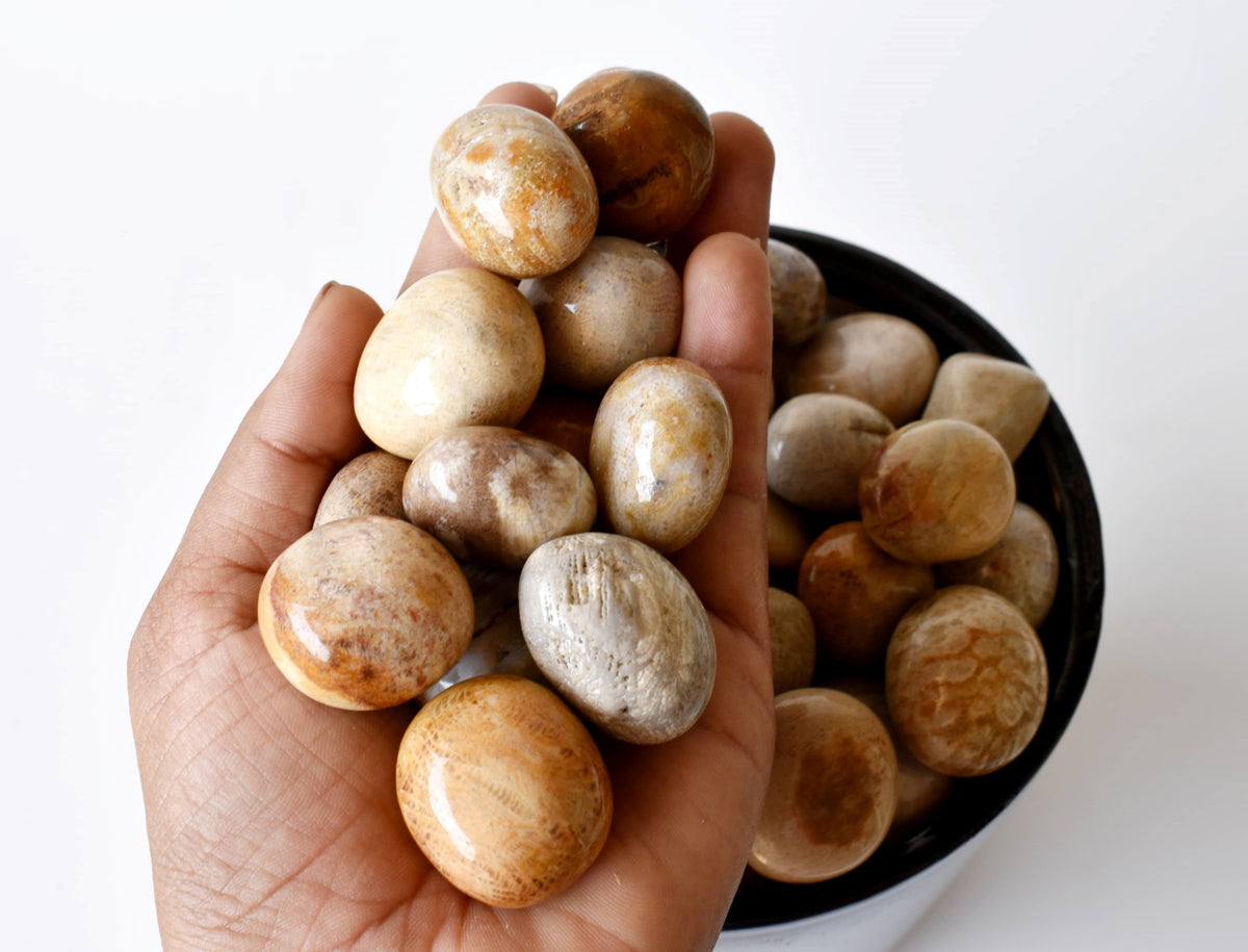 Fossil Coral Tumbled crystals (Grounding and longevity) | Tumbled Stones & Chips | Wiccan Center