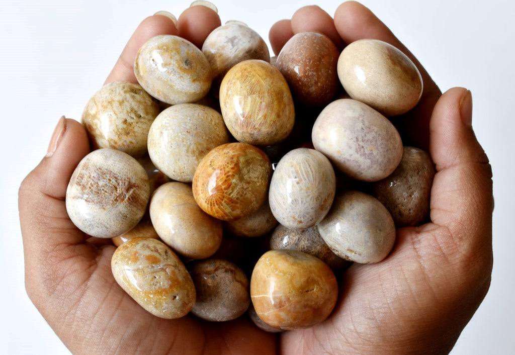Fossil Coral Tumbled crystals (Grounding and longevity) | Tumbled Stones & Chips | Wiccan Center