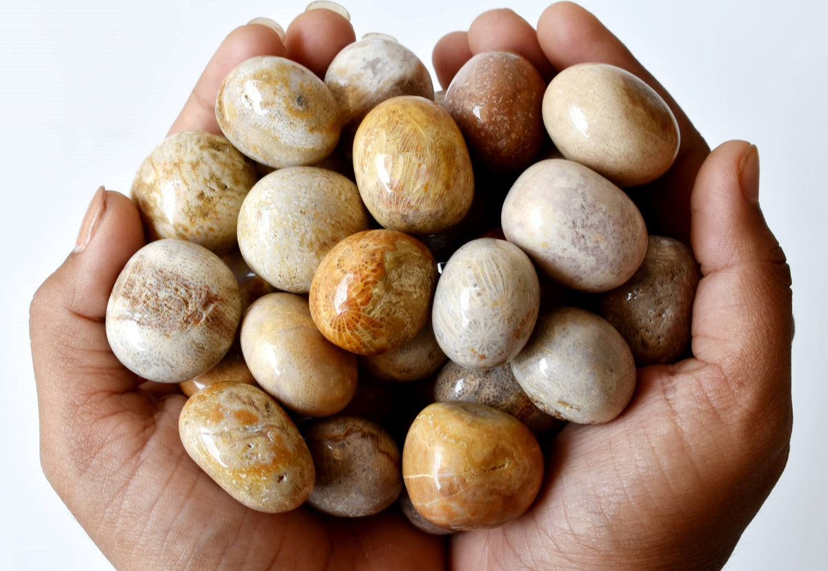 Fossil Coral Tumbled crystals (Grounding and longevity) | Tumbled Stones & Chips | Wiccan Center
