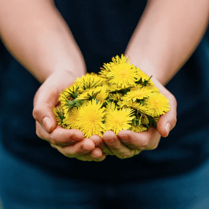 DandiPure™ – Wild Dandelion Seed | Pollinator-Friendly, Edible, Chemical-Free Lawn | | Wiccan Center