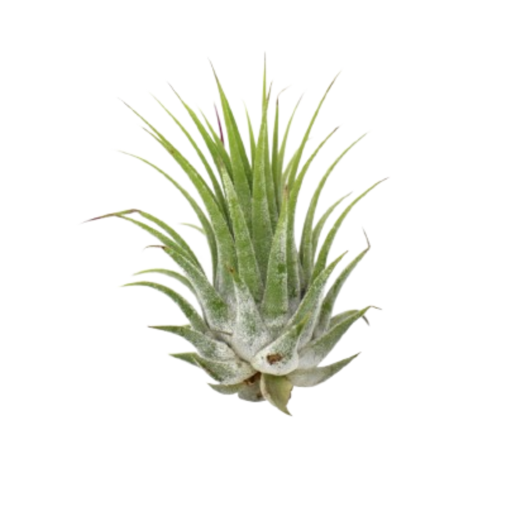 Tillandsia Air Plant Ionantha - 25 Pack | Air Plants ($4 Ship/12oz) | Wiccan Center