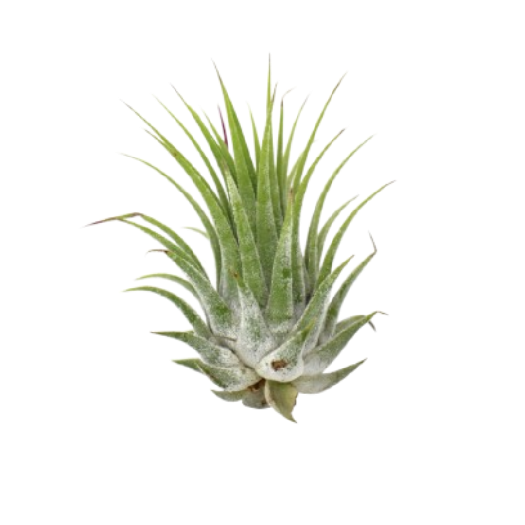 Tillandsia Air Plant Ionantha - 25 Pack | Air Plants ($4 Ship/12oz) | Wiccan Center