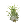 Tillandsia Air Plant Ionantha - 5 Pack | Air Plants ($10 Ship/31oz) | Wiccan Center