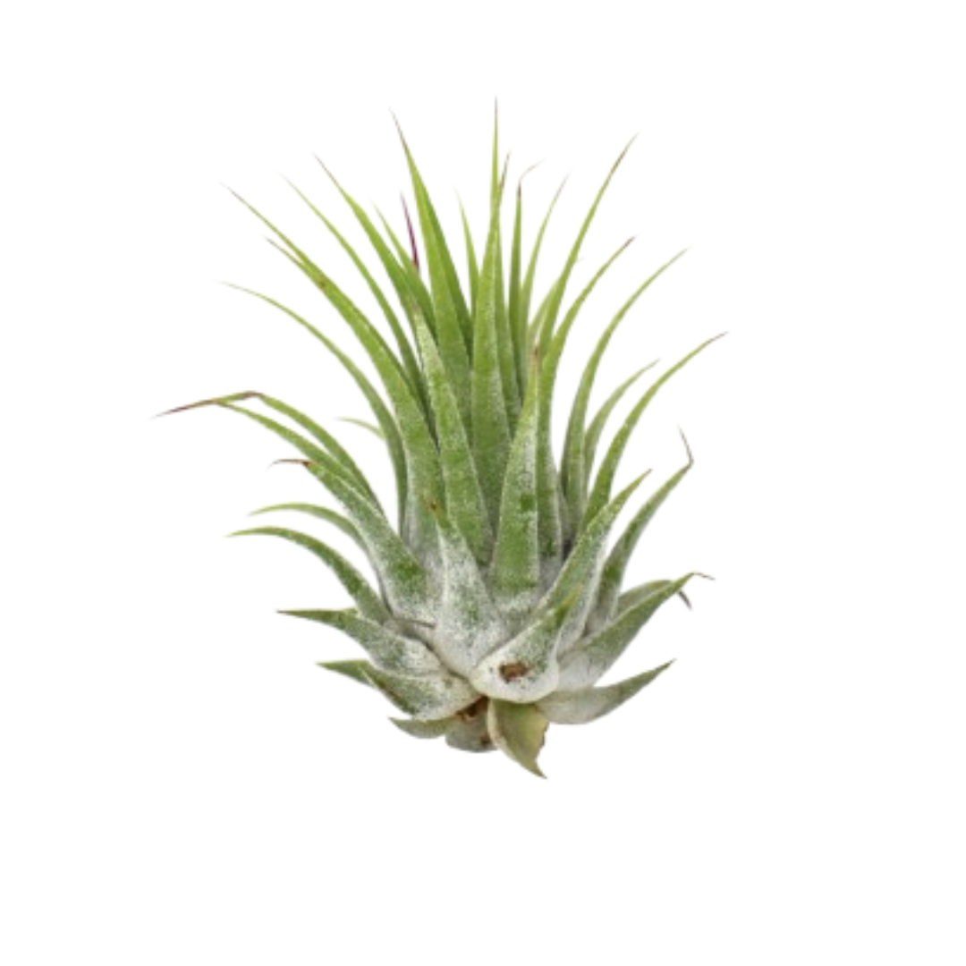 Tillandsia Air Plant Ionantha - 5 Pack | Air Plants ($10 Ship/31oz) | Wiccan Center