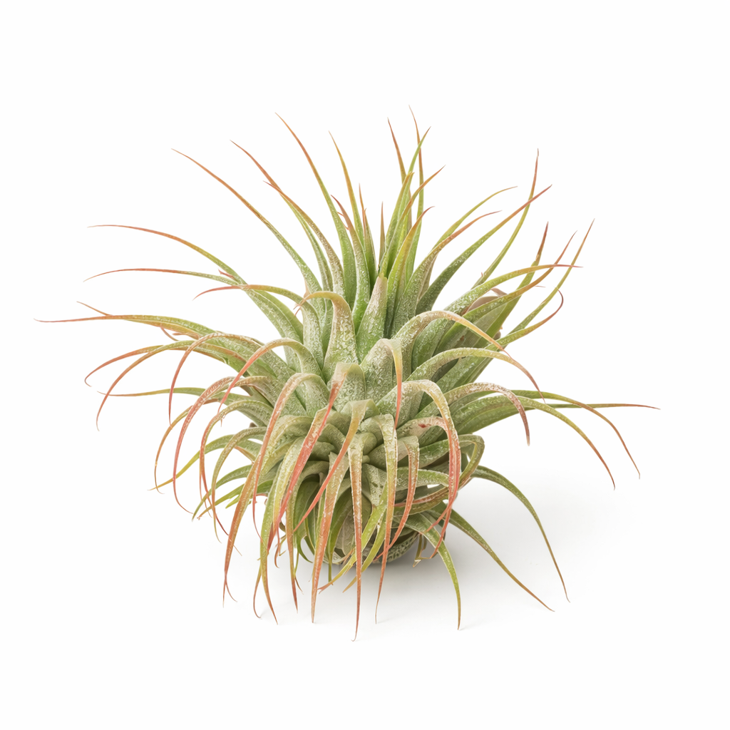 Tillandsia Air Plant Ionantha Guatemala | Air PLants | Wiccan Center