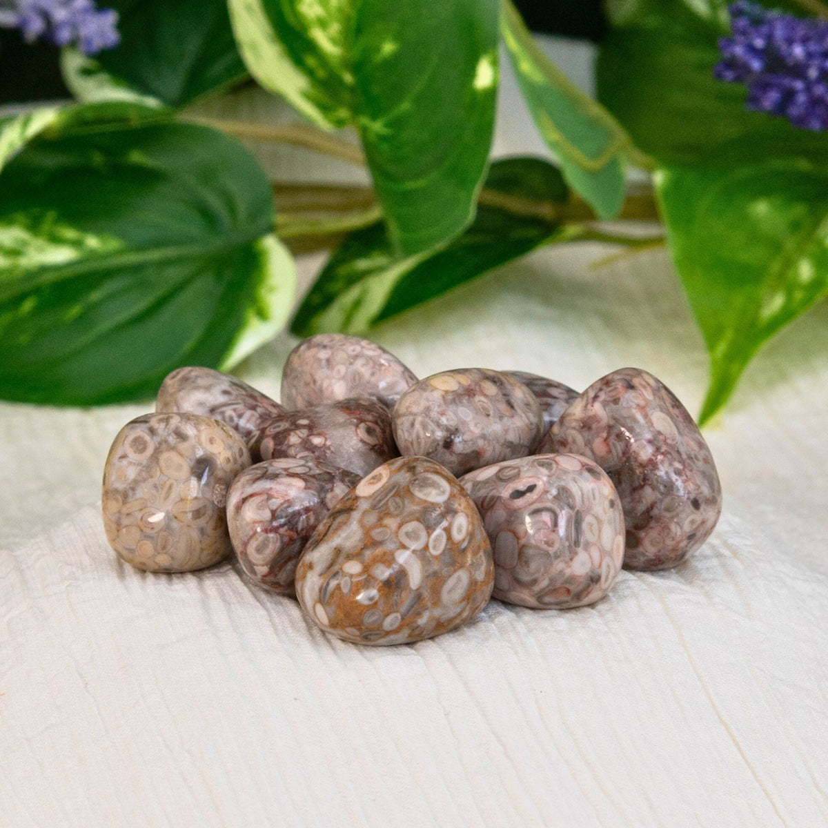 White Leopardskin Jasper Tumbled 1lb