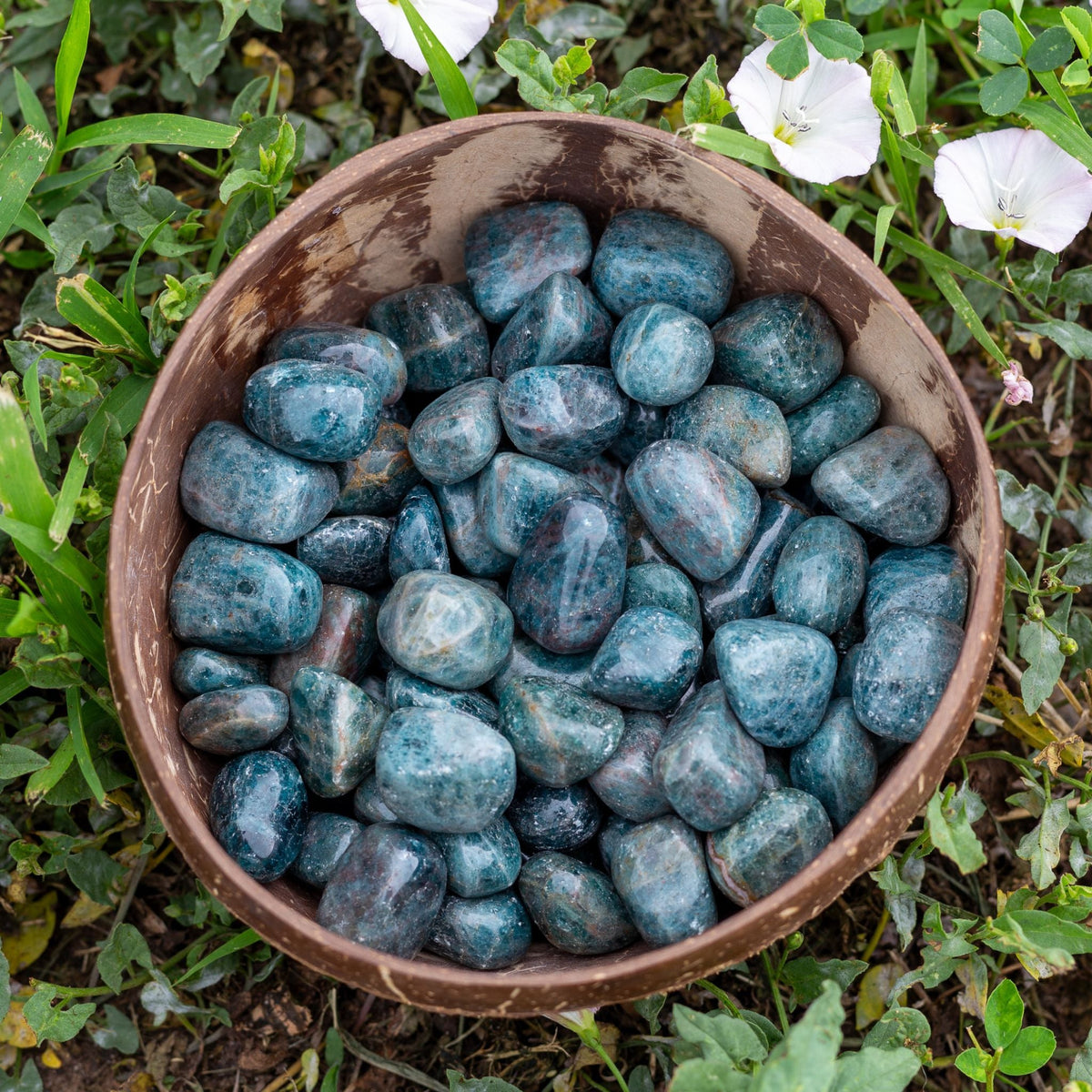 Blue Apatite Tumbled 1lb | Crystals | Wiccan Center