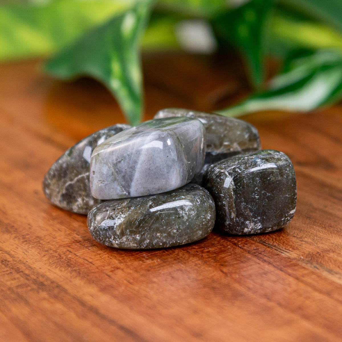 Labradorite Tumbled 1lb | Religious Items | Wiccan Center