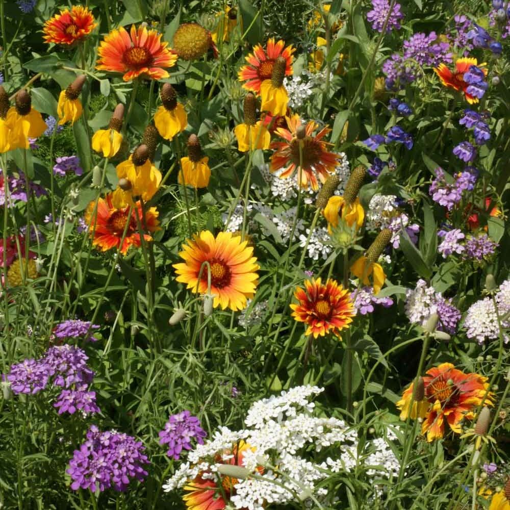 No Deer Here Wildflower Mix - Unsavory Species to Deer! | | Wiccan Center