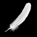 White Feather 12" | Feathers | Wiccan Center