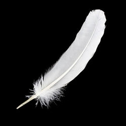 White Feather 12" | Feathers | Wiccan Center