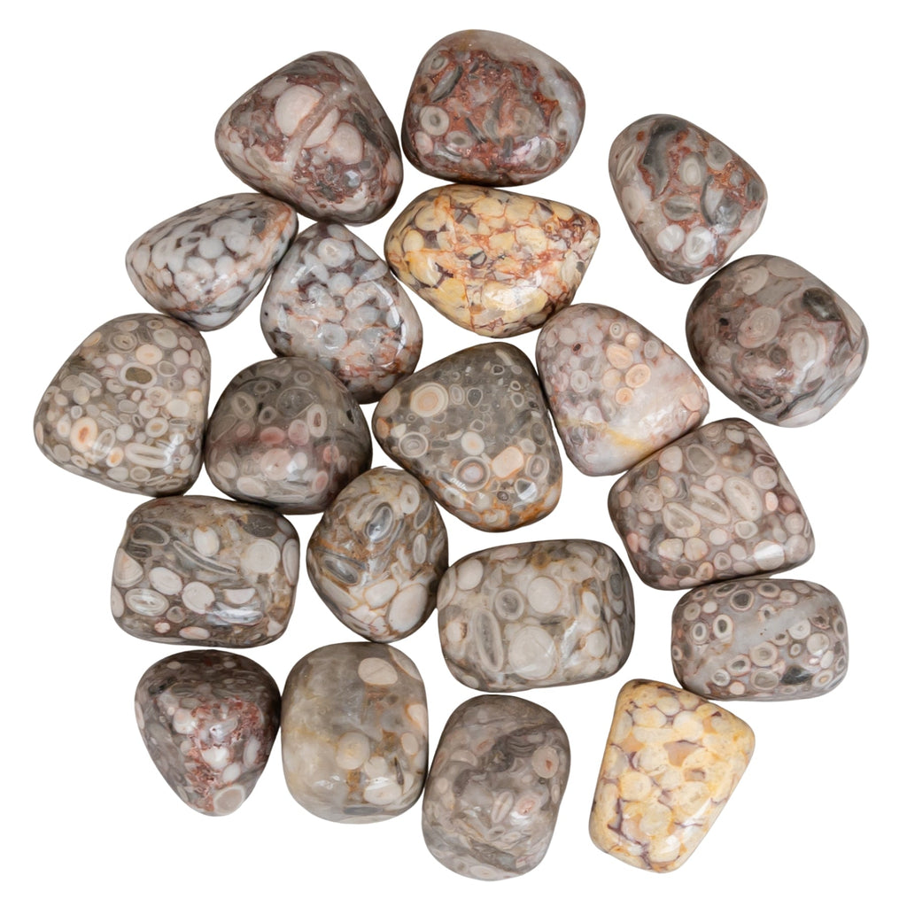 White Leopardskin Jasper Tumbled 1lb | Rocks & Fossils | Wiccan Center