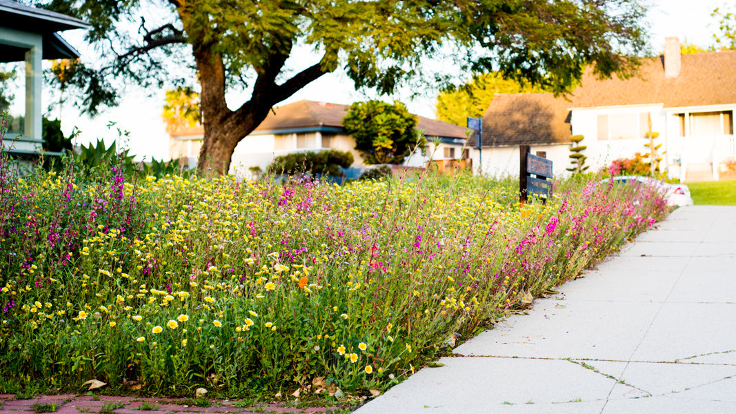 Northeast Native & Naturalized Wildflower Mix | | Wiccan Center