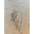6lbs Fish fossil plate W/stand