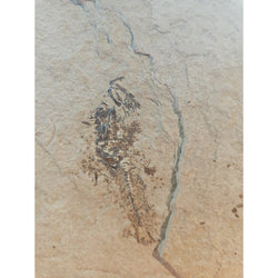 6lbs Fish fossil plate W/stand | Fossils & Rare Specimens | Wiccan Center