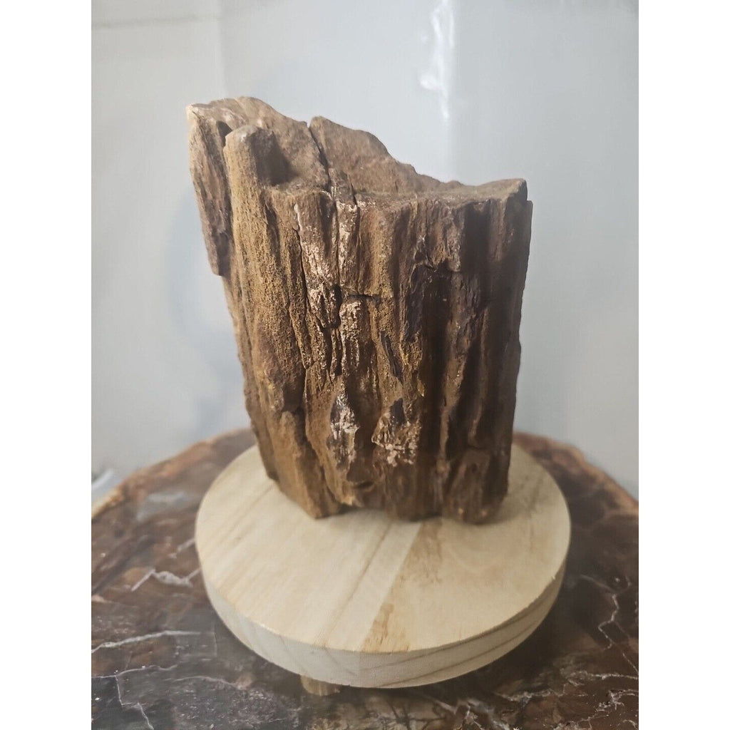 Texas Petrified Wood Raw Mineral Specimen with Stand — Grounding & Ancient Earth Energy | CrystalCloud Company