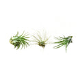 Air Plant 3 Pack - Three Air Plant Varieties - 2"-3" Large | Home & Garden > Yard, Garden & Outdoor Living > Plants, Seeds & Bulbs > Plants & Seedlings > Cacti & Succulents | Wiccan Center