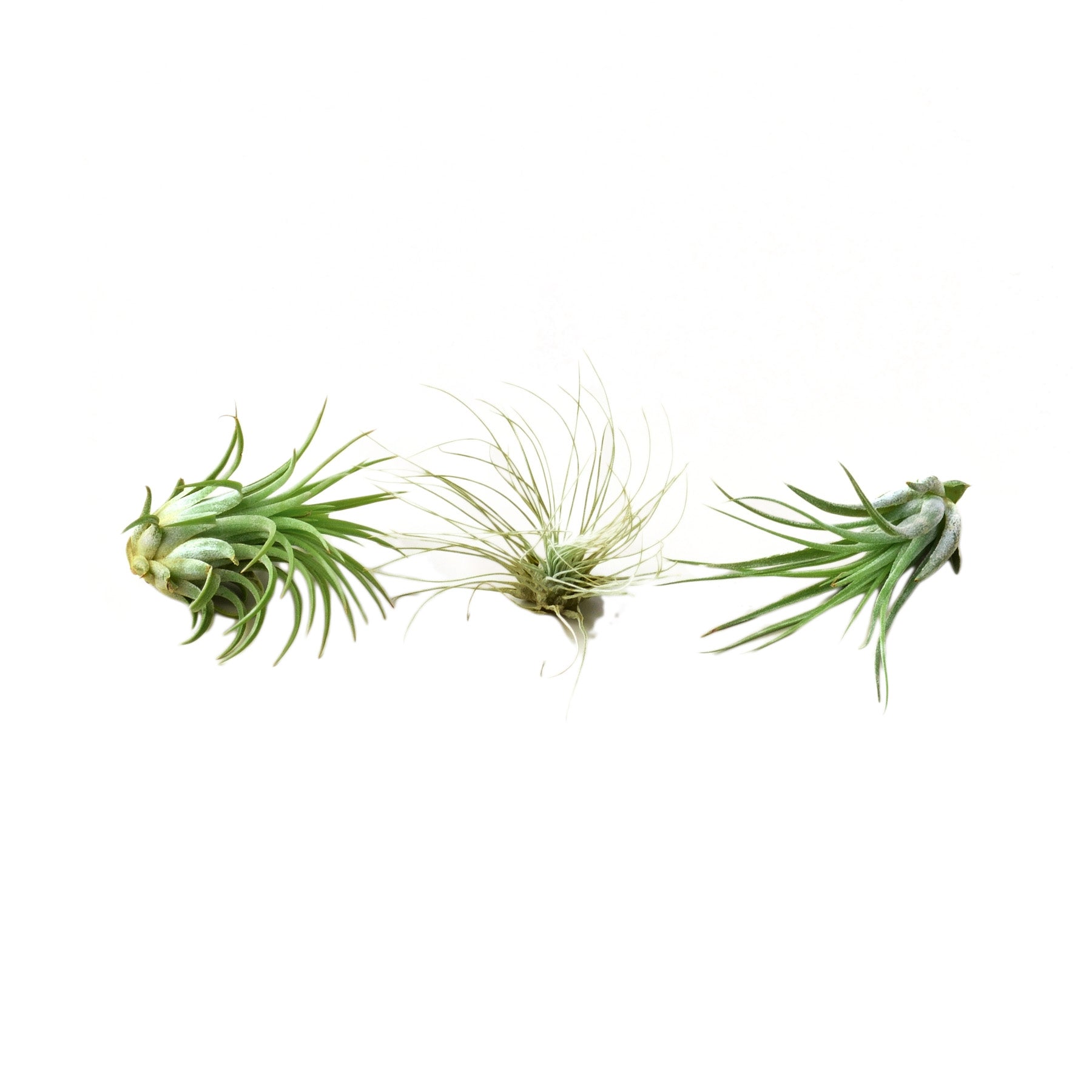 Air Plant 3 Pack - Three Air Plant Varieties - 2"-3" Large | Home & Garden > Yard, Garden & Outdoor Living > Plants, Seeds & Bulbs > Plants & Seedlings > Cacti & Succulents | Wiccan Center