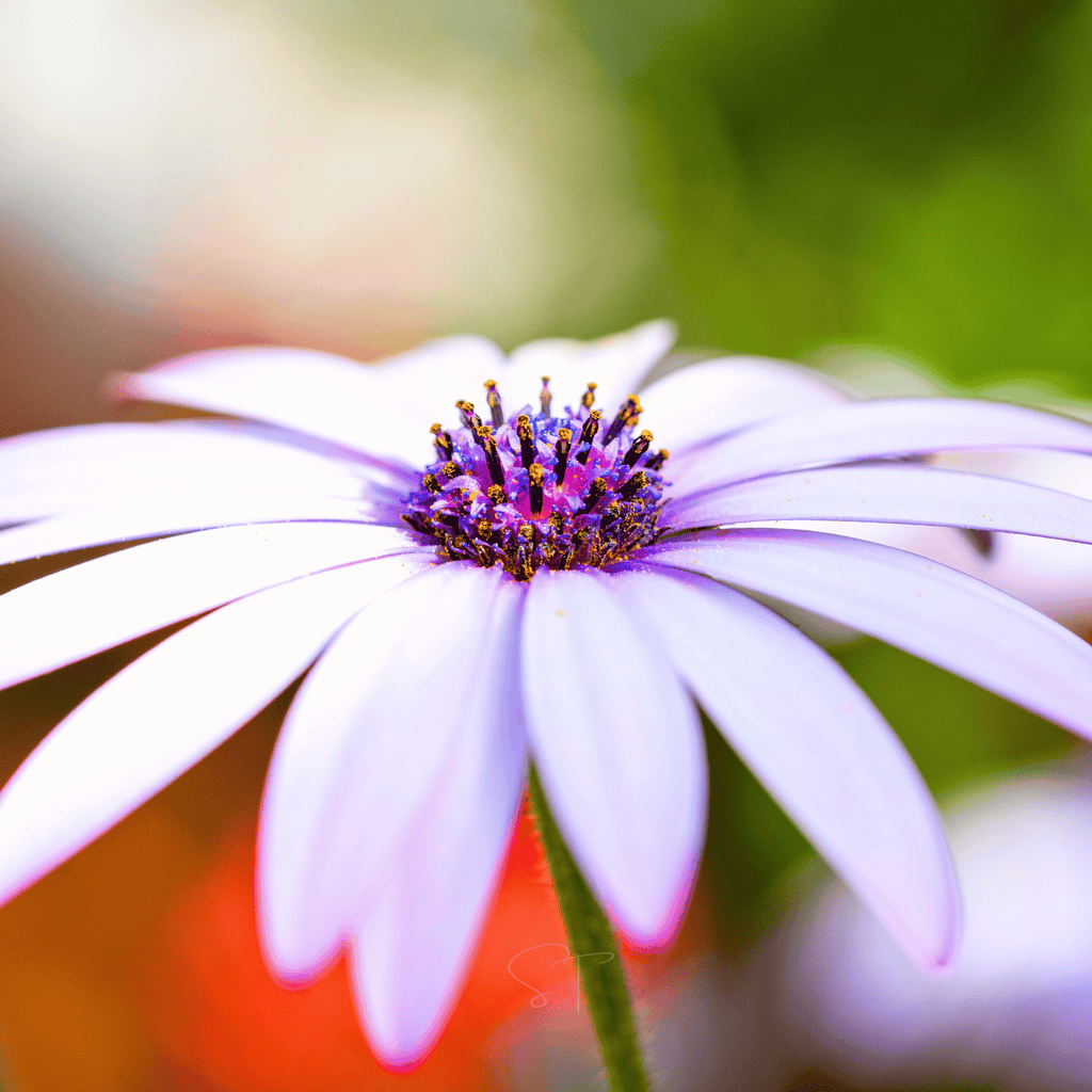 African White Daisy – 25 Seeds | Seeds | Wiccan Center