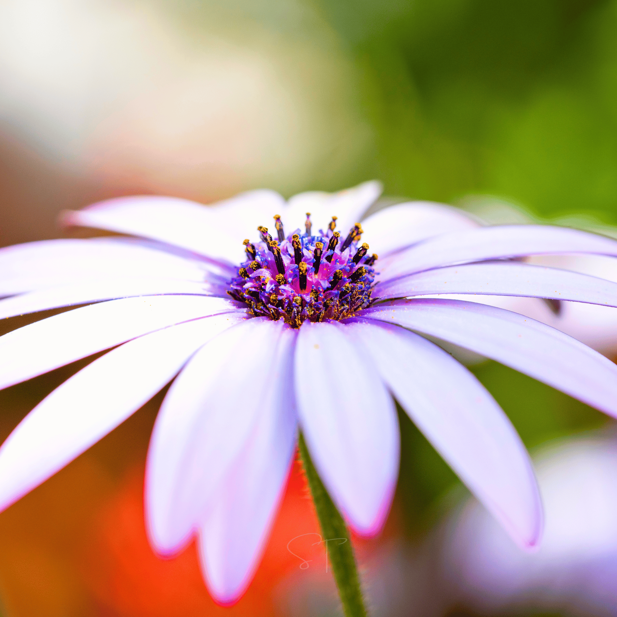African White Daisy – 25 Seeds | Seeds | Wiccan Center