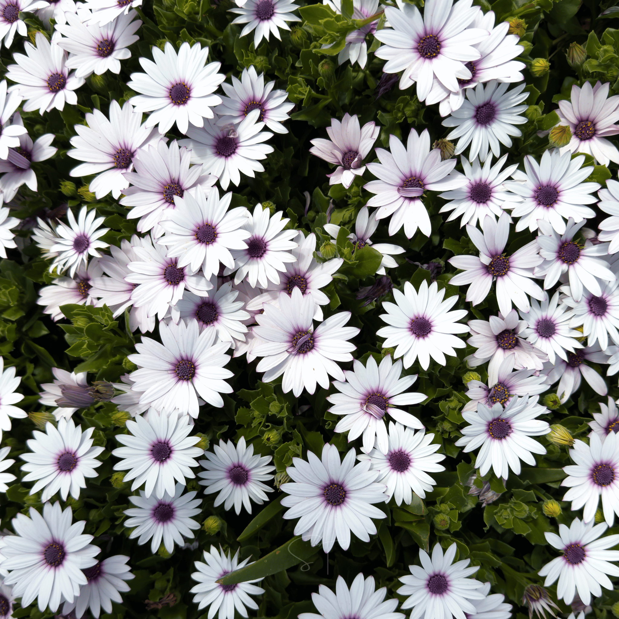 African White Daisy – 25 Seeds | Seeds | Wiccan Center
