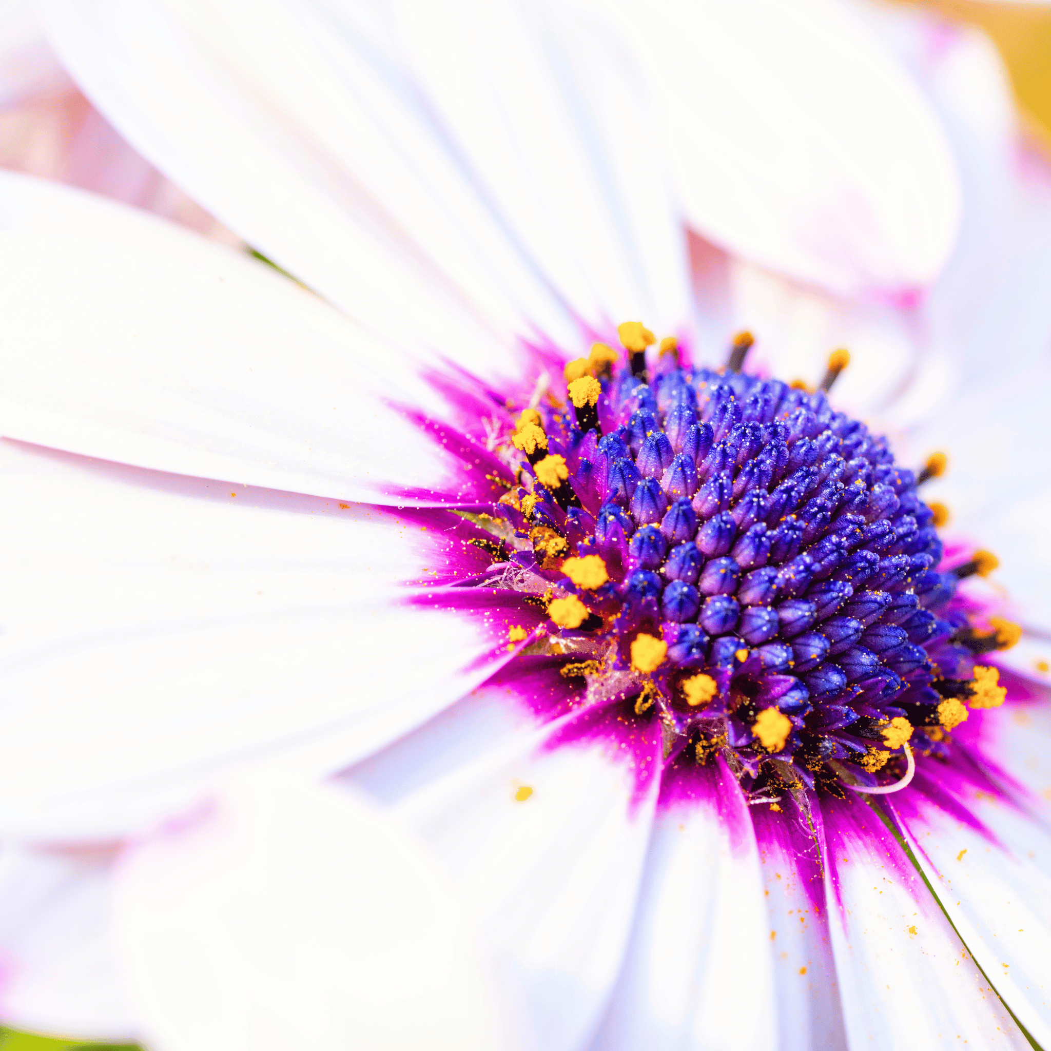 African White Daisy – 25 Seeds | Seeds | Wiccan Center