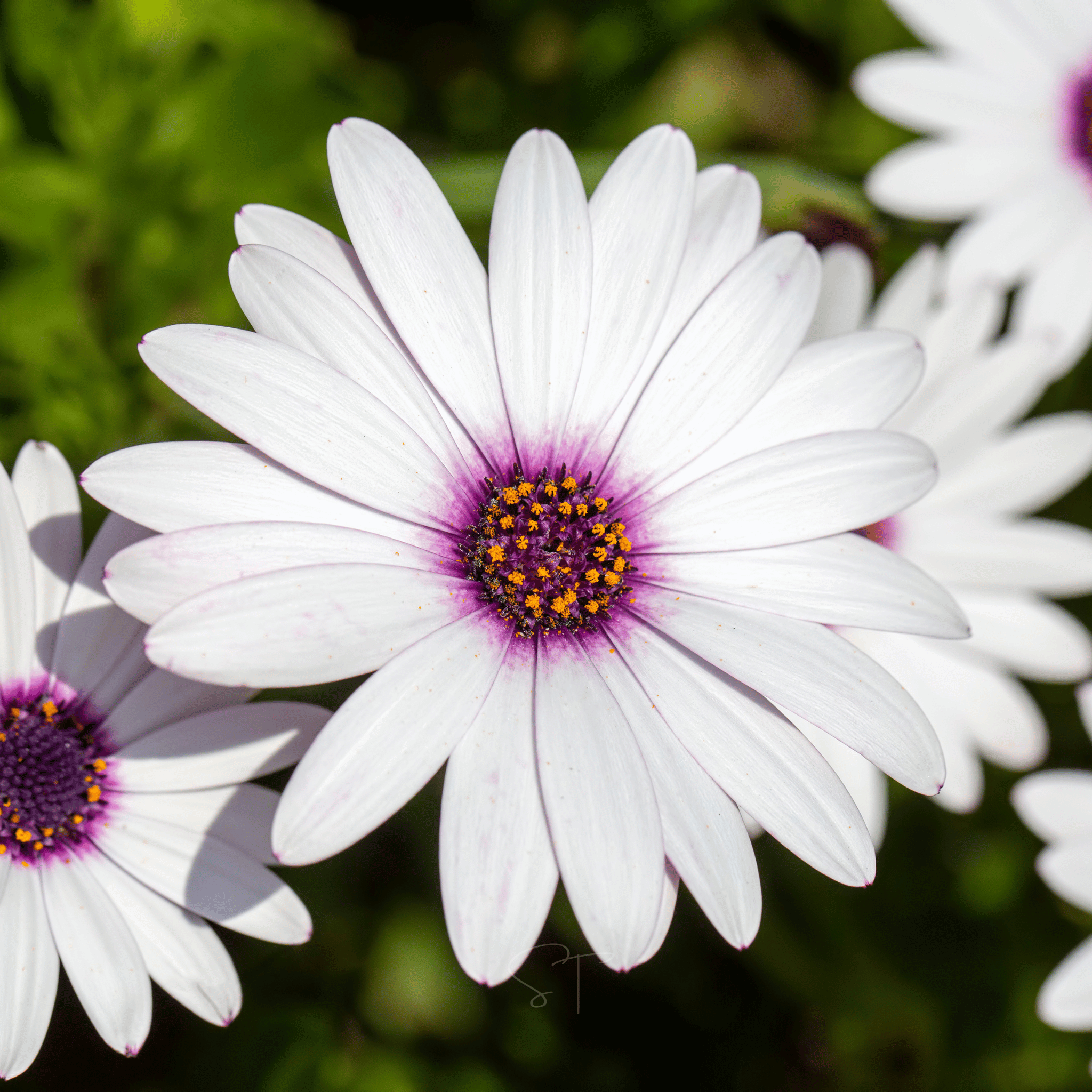 African White Daisy – 25 Seeds | Seeds | Wiccan Center