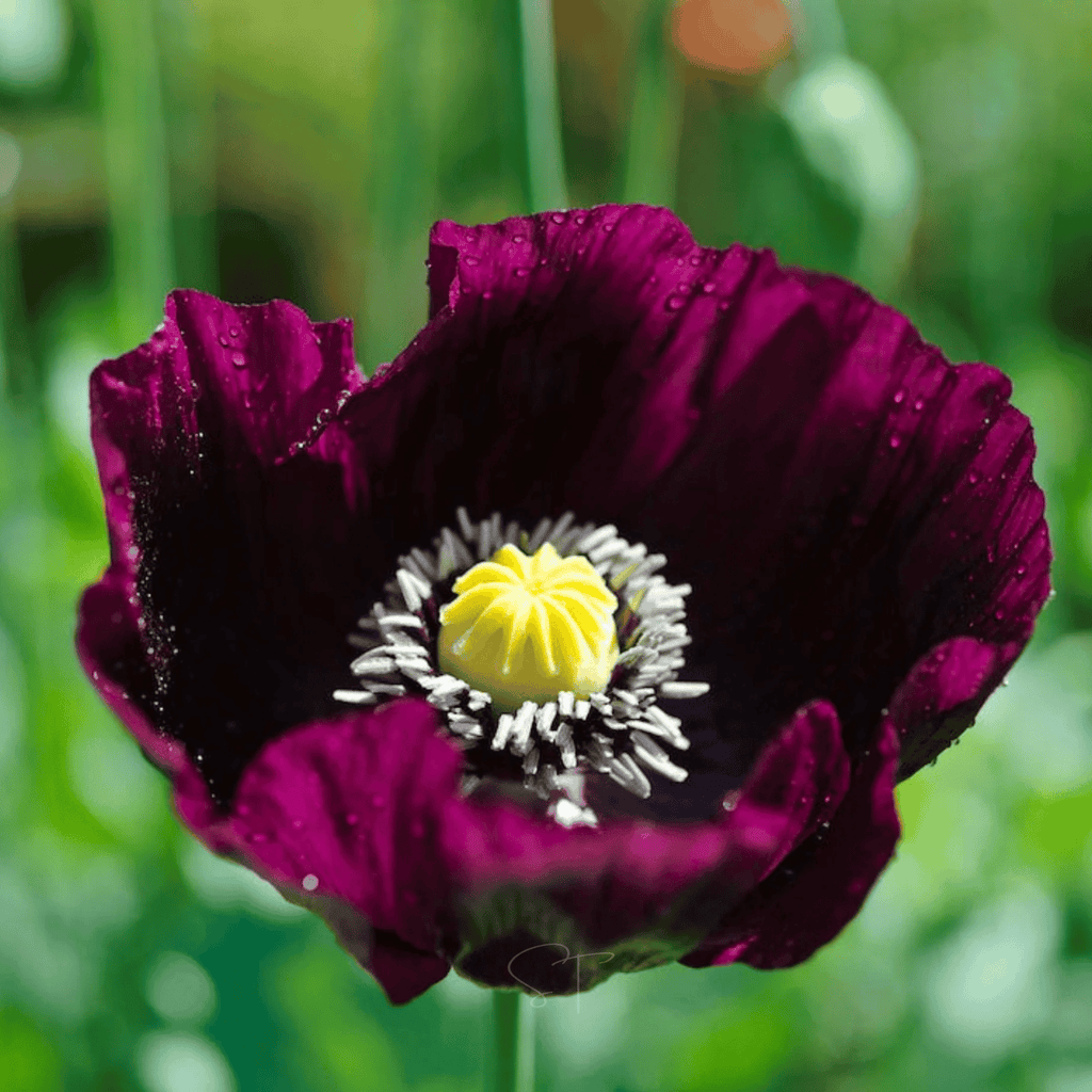 After Midnight Poppy – 100 Seeds | Seeds | Wiccan Center