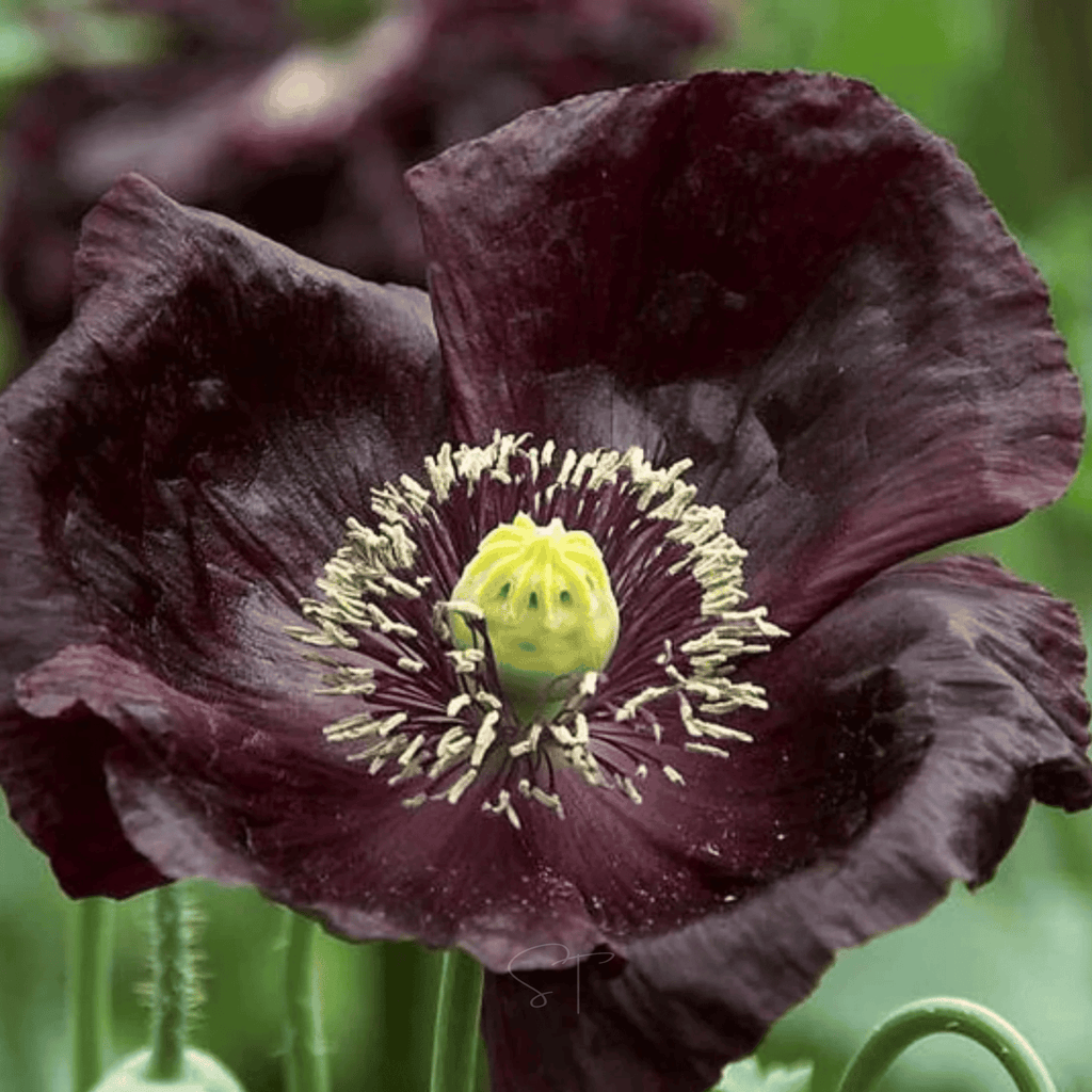 After Midnight Poppy – 100 Seeds | Seeds | Wiccan Center