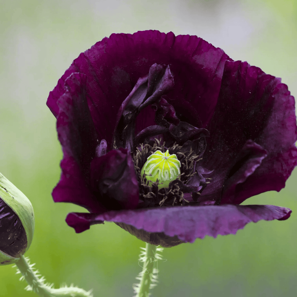 After Midnight Poppy – 100 Seeds | Seeds | Wiccan Center