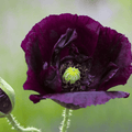 After Midnight Poppy – 100 Seeds | Seeds | Wiccan Center